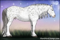 Horse Color:White Spotted Liver Chestnut Sabino Appaloosa