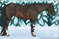 Horse Color:Bay Tobiano 