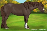 Horse Color:Liver Chestnut 