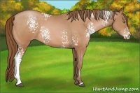 Horse Color:White Spotted Bay Pearl Rabicano 