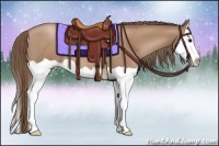 Horse Color:Black Pearl Splash Rabicano