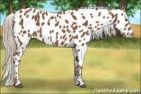 Horse Color:Chestnut Appaloosa