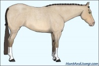Horse Color:Amber Cream Champagne Roan