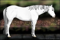 Horse Color:White Spotted Black