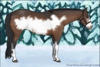 Horse Color:Bay Frame 