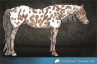 Horse Color:Sable Champagne Appaloosa