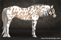 Horse Color:Amber Champagne Appaloosa 