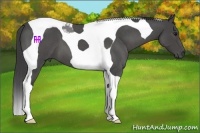Horse Color:Smoky Blue Roan Tobiano 