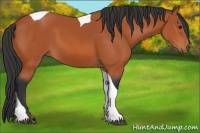 Horse Color:Bay Tobiano 