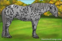 Horse Color:Black Appaloosa Rabicano 