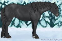 Horse Color:Black Appaloosa Rabicano 