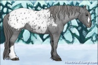 Horse Color:Black Blanket Rabicano 