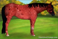 Horse Color:ERROR: UNKNOWN ANOMALY