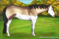 Horse Color:Bay Roan Onyx Sabino Splash 