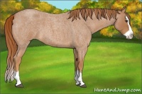 Horse Color:Red Roan Splash 