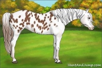 Horse Color:Chestnut Appaloosa 
