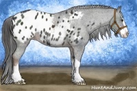 Horse Color:Liver Chestnut Sabino Appaloosa 