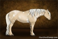 Horse Color:White Spotted Chestnut Pearl Rabicano