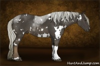 Horse Color:White Spotted Liver Chestnut Rabicano 