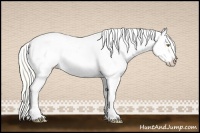Horse Color:White Spotted Liver Chestnut Pearl Appaloosa Rabicano