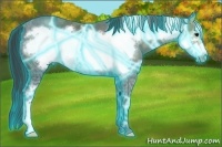 Horse Color:Thunderstruck Black Ice Frame Rabicano
