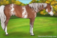 Horse Color:White Spotted Chocolate Silver Bay Splash 