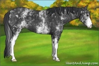 Horse Color:White Spotted Black 