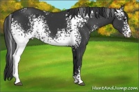 Horse Color:White Spotted Black 