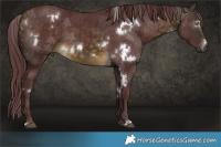 Horse Color:White Spotted Chocolate Buckskin 