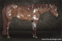 Horse Color:White Spotted Chocolate Buckskin 