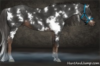 Horse Color:White Spotted Liver Chestnut 