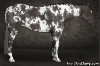 Horse Color:White Spotted Liver Chestnut 