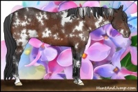 Horse Color:White Spotted Bay 