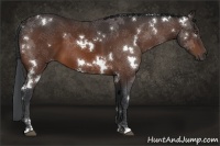 Horse Color:White Spotted Bay 