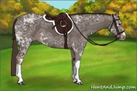 Horse Color:Liver Chestnut Ice