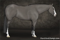 Horse Color:Grullo Sabino 