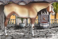 Horse Color:Red Onyx Splash