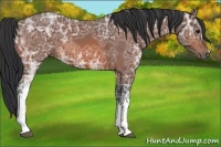 Horse Color:Bay Ice 