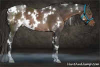 Horse Color:White Spotted Liver Chestnut 