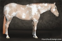 Horse Color:White Spotted Chocolate Buckskin Pearl 