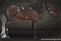 Horse Color:White Spotted Bay 