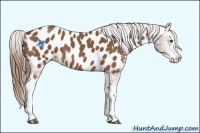 Horse Color:Red Roan Splash Appaloosa 
