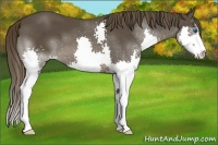 Horse Color:Liver Chestnut Sabino Splash 