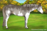 Horse Color:Liver Chestnut Splash Rabicano