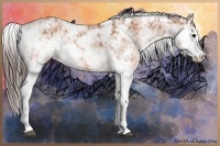 Horse Color:Bay Sabino Appaloosa 