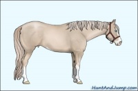 Horse Color:Chocolate Palomino Pearl Sabino 
