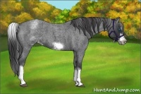Horse Color:White Spotted Blue Roan Splash Frame Varnish 