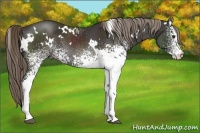 Horse Color:White Spotted Liver Chestnut 