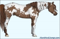 Horse Color:White Spotted Liver Chestnut 