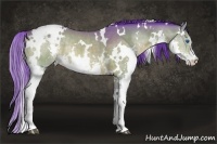 Horse Color:Watercolor White Spotted Bay Splash Rabicano